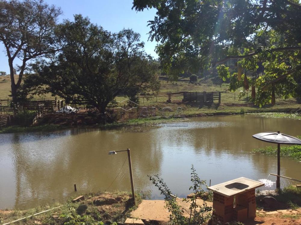 Comprar Rurais / Sitios em São José do Rio Pardo apenas R$ 650.000,00 - Foto 11 Comprar Rurais / Sitios em São José do Rio Pardo apenas R$ 650.000,00 - Foto 11