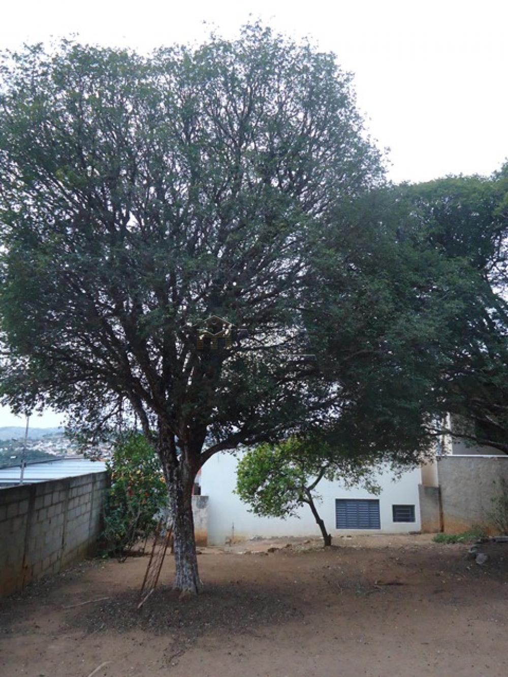 Alugar Casas / Padrão em São José do Rio Pardo R$ 800,00 - Foto 15 Alugar Casas / Padrão em São José do Rio Pardo R$ 800,00 - Foto 15