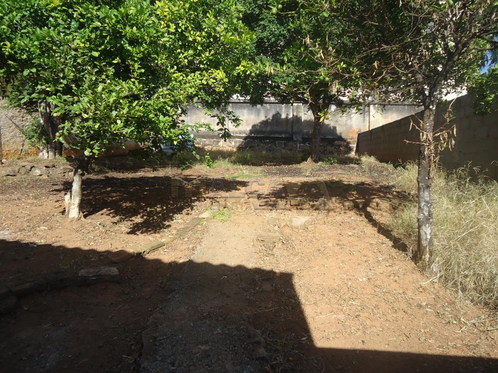 Alugar Casas / Padrão em São José do Rio Pardo R$ 800,00 - Foto 14 Alugar Casas / Padrão em São José do Rio Pardo R$ 800,00 - Foto 14
